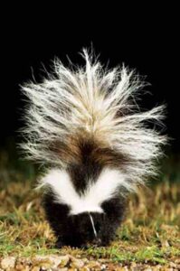 Wild Skunks and Raccoons are Thriving Coast to Coast Image